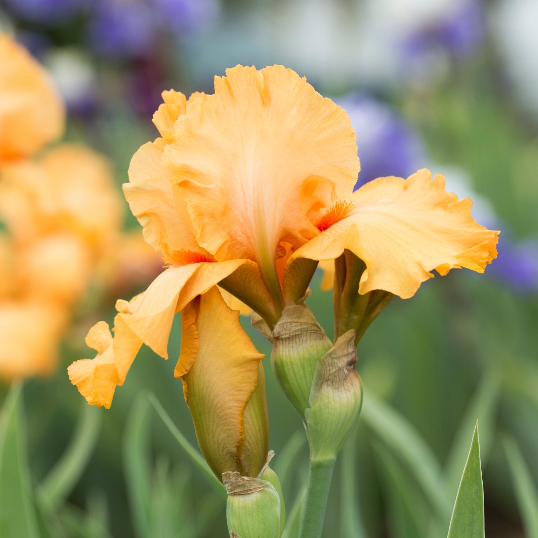 Your life flourishes from wholeness. - Amy Lovelynn